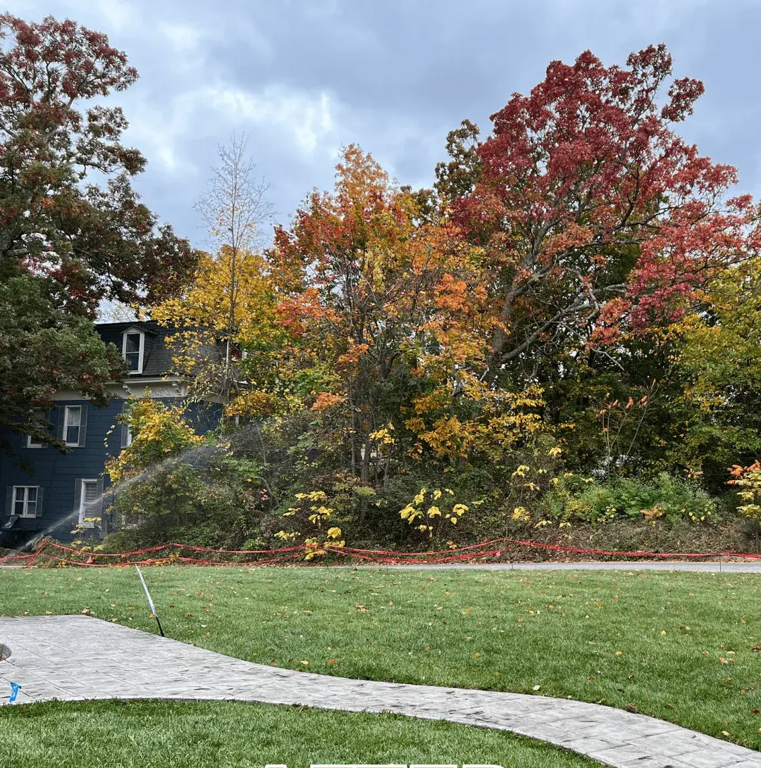 Healthy green sod lawn after installation